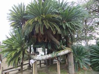 Medium_dscf6890