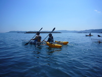 Medium_p1110781