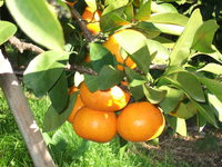 Medium_dscf6848