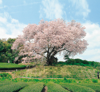 Medium_吉田百年桜