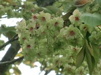 Medium_cimg0955