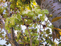 Thumb_御衣黄桜＿1