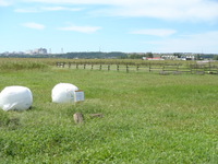 Medium_p9092524