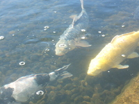 Medium_dscf5146