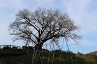 Medium_img_0698