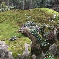 Medium_日苔