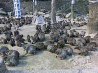Medium_cimg0107