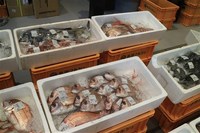 Medium_img_4203
