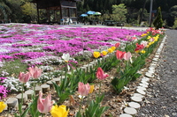 Medium_img_8545