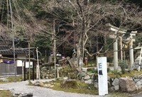 Medium_樹齢600年余りの中能登町指定文化財のいろは楓です。
