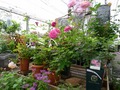 Thumb_172花１