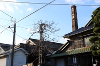 Medium_img_4248
