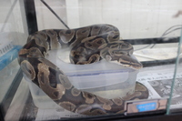 Medium_img_3807