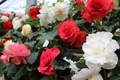 Thumb_img_3774
