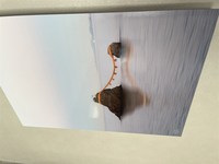 Medium_img_5619